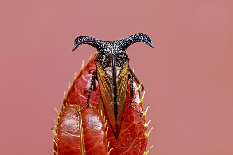 tree, hopper, macro, animal, small, beauty, nature, natural, beautiful, insect, wings, focus, lens Tree Hopperphoto preview