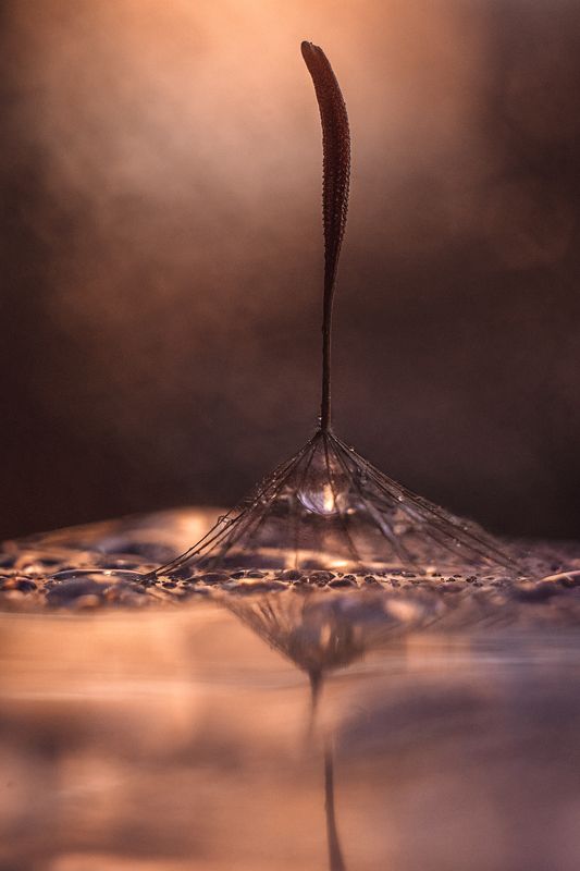 Одуванчик, вода, отражение,  капли, закат Отражение в закатеphoto preview