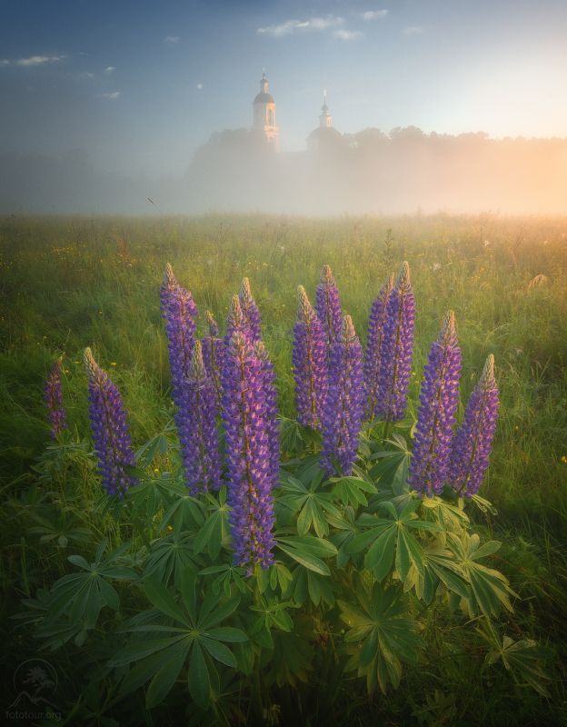 филипповское, люпины Моменты летаphoto preview