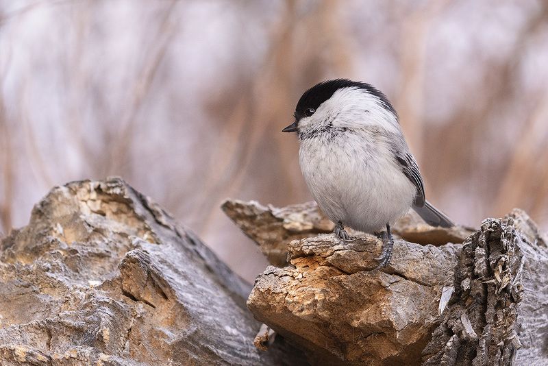 птицы россии, птицы сибири, гаечка Гаечка Iphoto preview