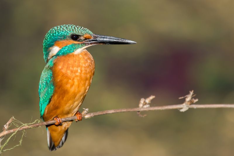 Alcedo atthisphoto preview