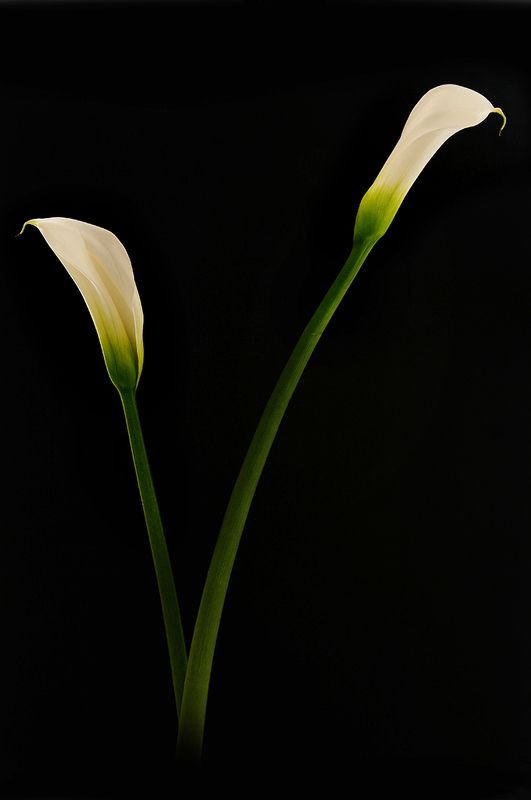 black, color, colors, concept, conceptual, flower, flowers, green, nature, photo, photography, white, zantedeschia, Vphoto preview