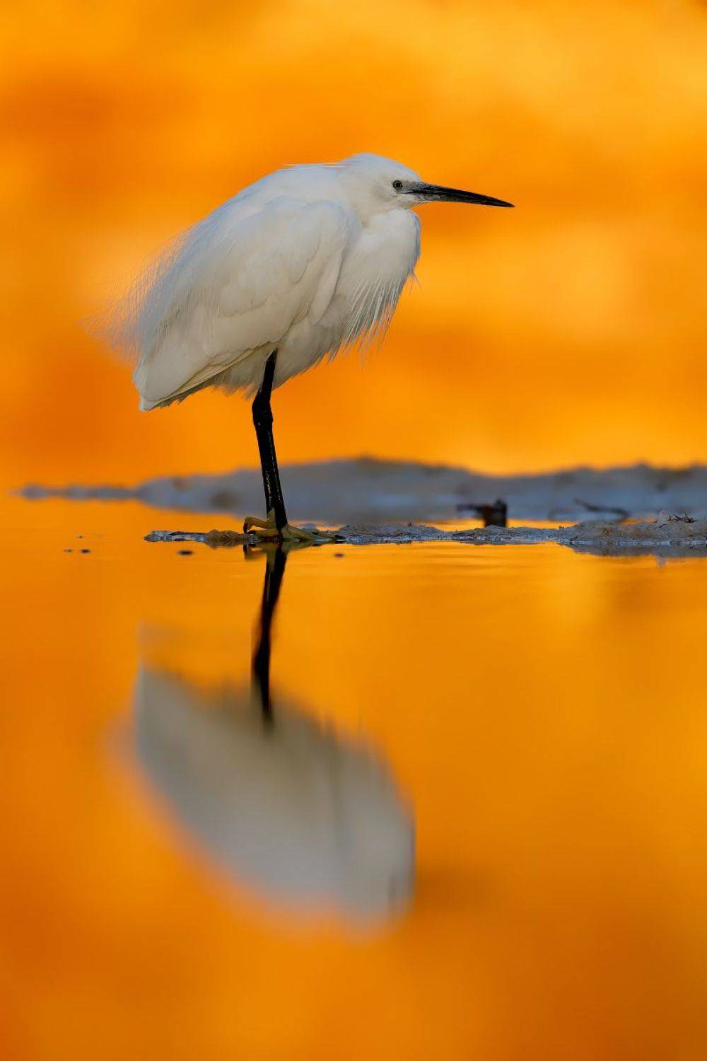 ***. Автор: Евгений Фруман , Евгений Фруман