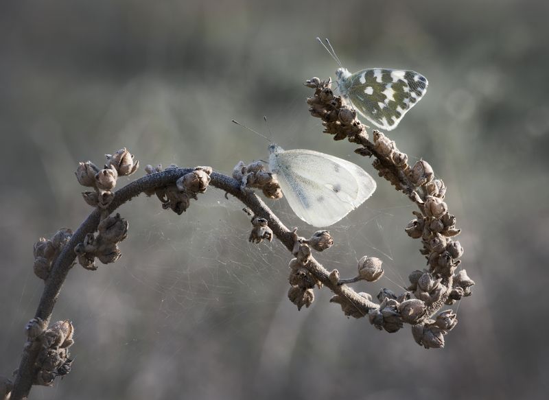insect macro butterfly nature wildlife fineart art minimal Curves nets and wingsphoto preview