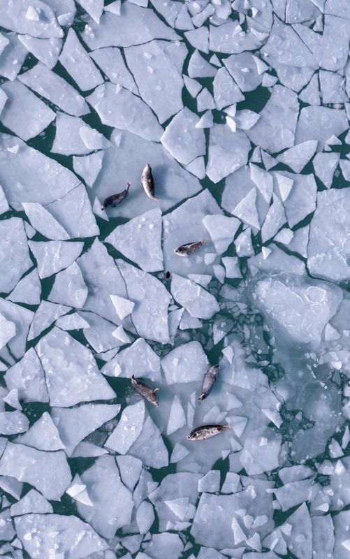 Ларги фото превью