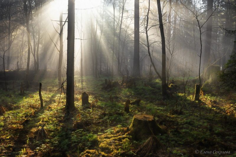 усьва, лес, утро, туман, пейзаж, природа, лучи солнца Лесная чащаphoto preview