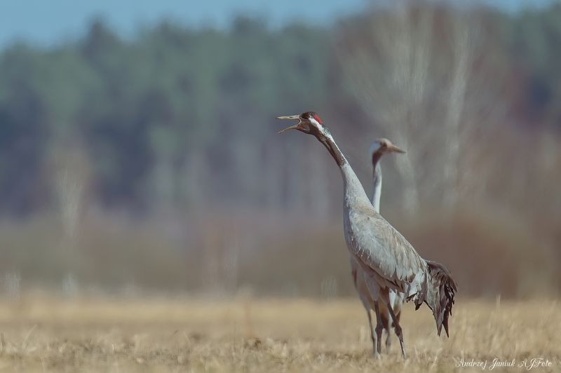 GRUS GRUSphoto preview