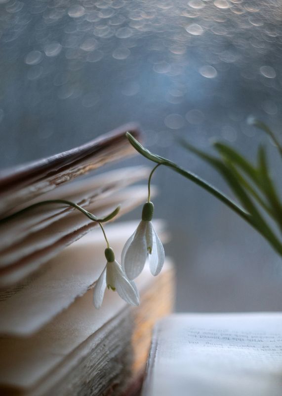 отыскать своих по духу ,весна,жизнь, цвет времени, гелиос 44 m39,мысли,старинная  книга,беларусь, ирина горюкина СВОИ фото превью