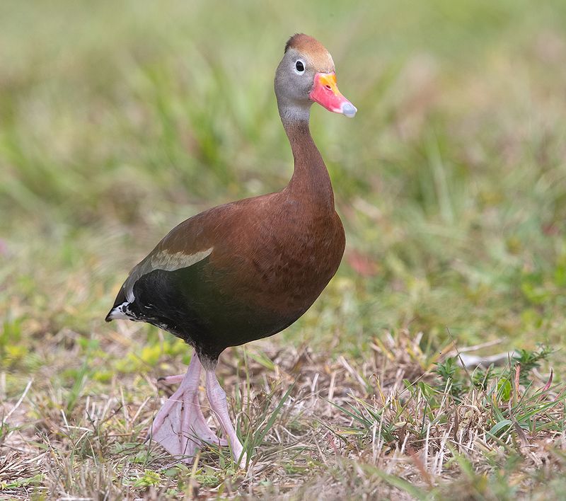 утка, duck, флорида, florida, black-bellied whistling duck Black-Bellied Whistling Duck -Чернобрюхая свистящая уткаphoto preview