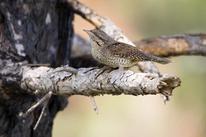 Jynx torquillaphoto preview