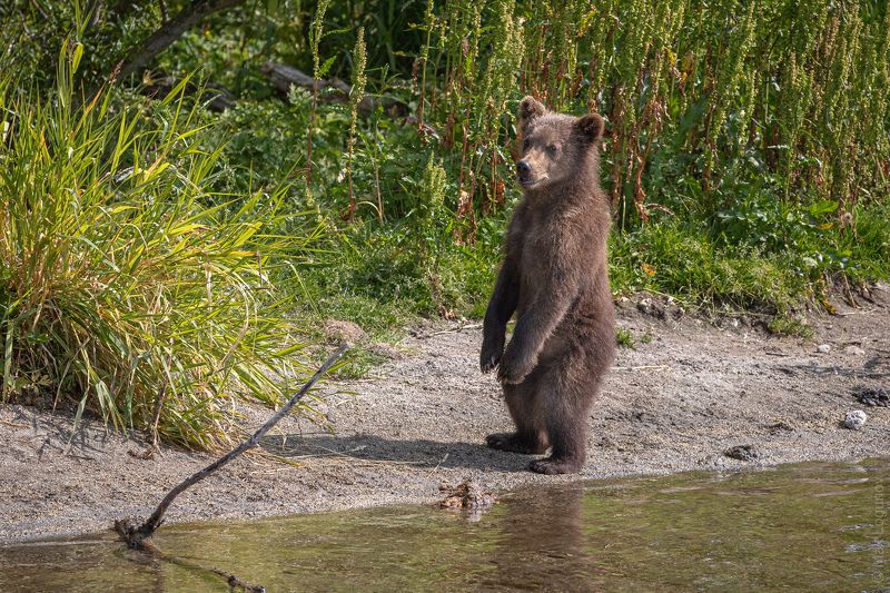 - Что там такое?photo preview