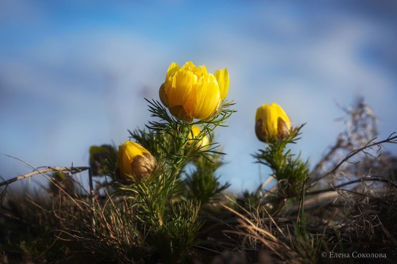 адонис, цветы, первоцвет, май, весна, майские цветы, желтый цветок, весенний цветок Первоцветphoto preview