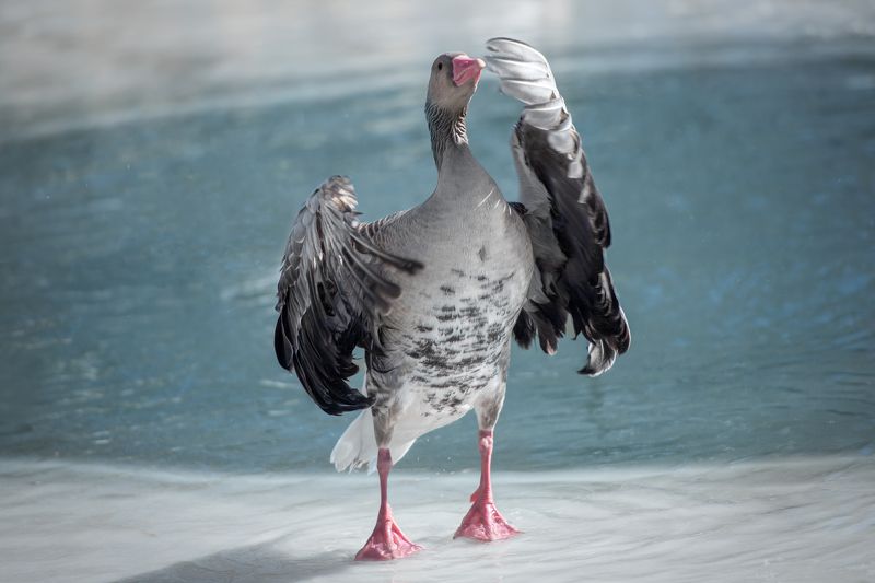 nikon  animal - наше почтение))photo preview