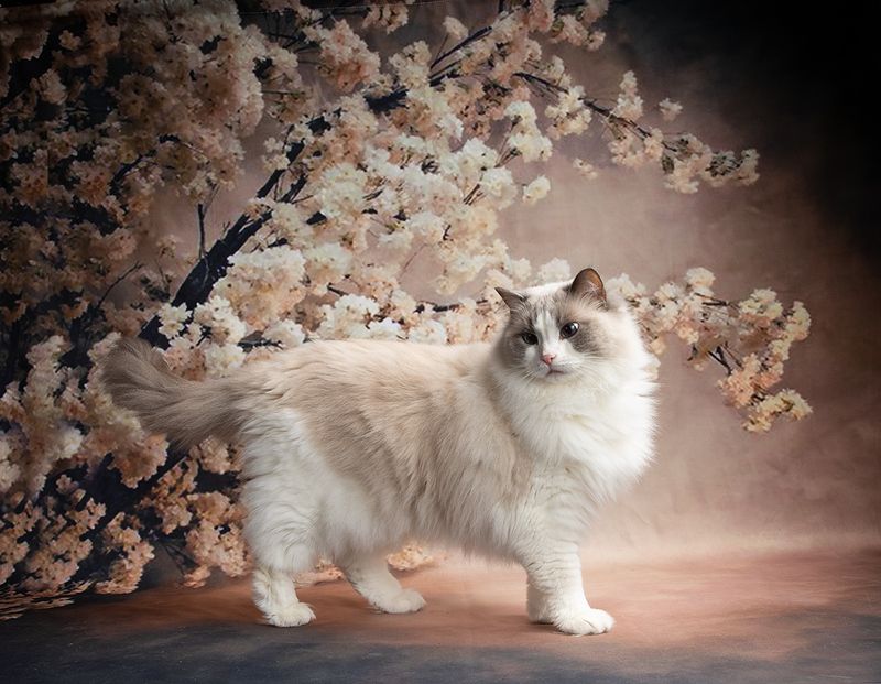 кот, домашние любицы, сat, кошка,ragdoll cat, ragdoll,  рэгдолл, ragdoll, американский короткошерстный кот, american shorthair cat, рыжик, ginger, Cats. Котики - Веснаphoto preview