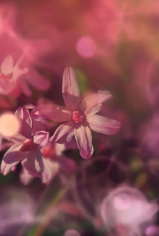 макро, macro, цветы, flowers, весна, spring Хионодоксаphoto preview