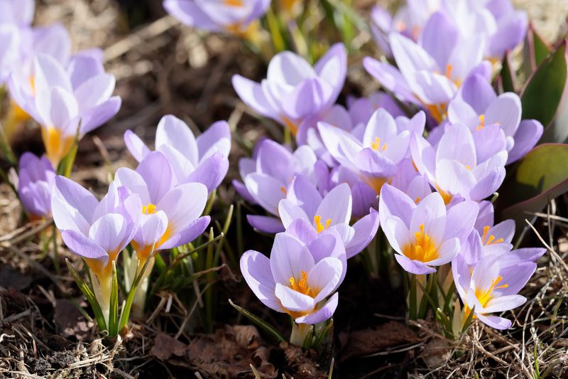 природа, крокусы, растения Крокусыphoto preview
