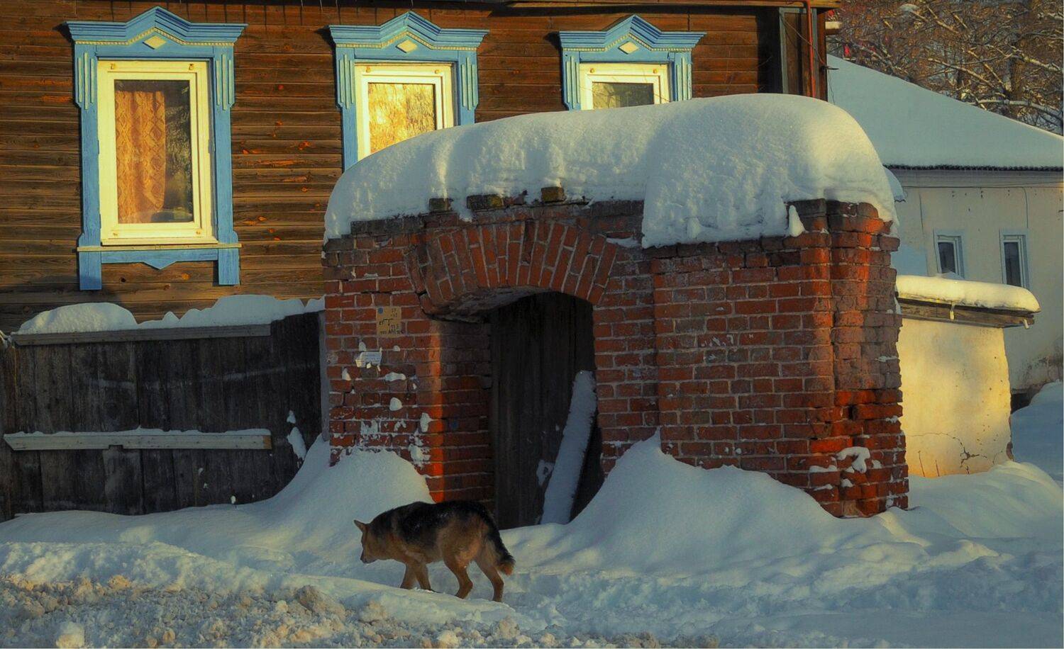 Хозяин. Автор: Вера Петри собака стена ворота, Вера Петри