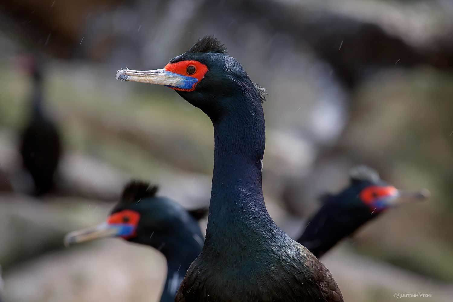 Змей Горыныч. Автор: Дмитрий Уткин бакланы, краснолицые бакланы, колониальные птицы, остров топорков, командорские острова, камчатка, Дмитрий Уткин