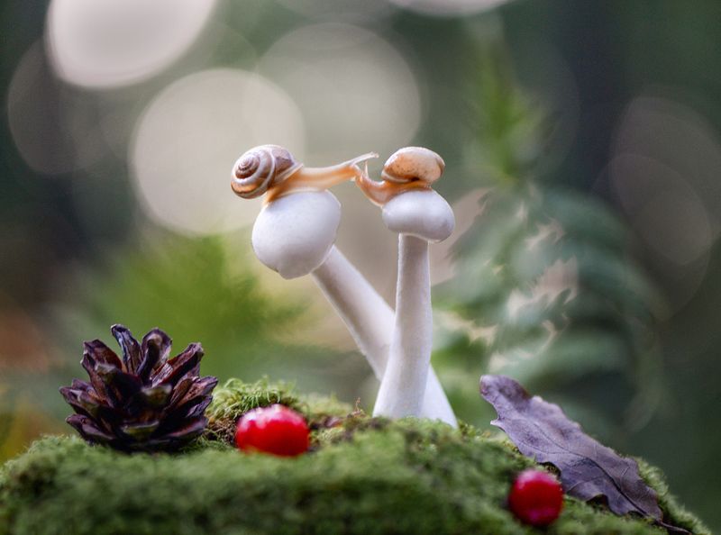 макро, макромир, макросказки, макро истории, макроистории, лес, тишина, вчувствование, созерцание, тишина, покой, улитки \