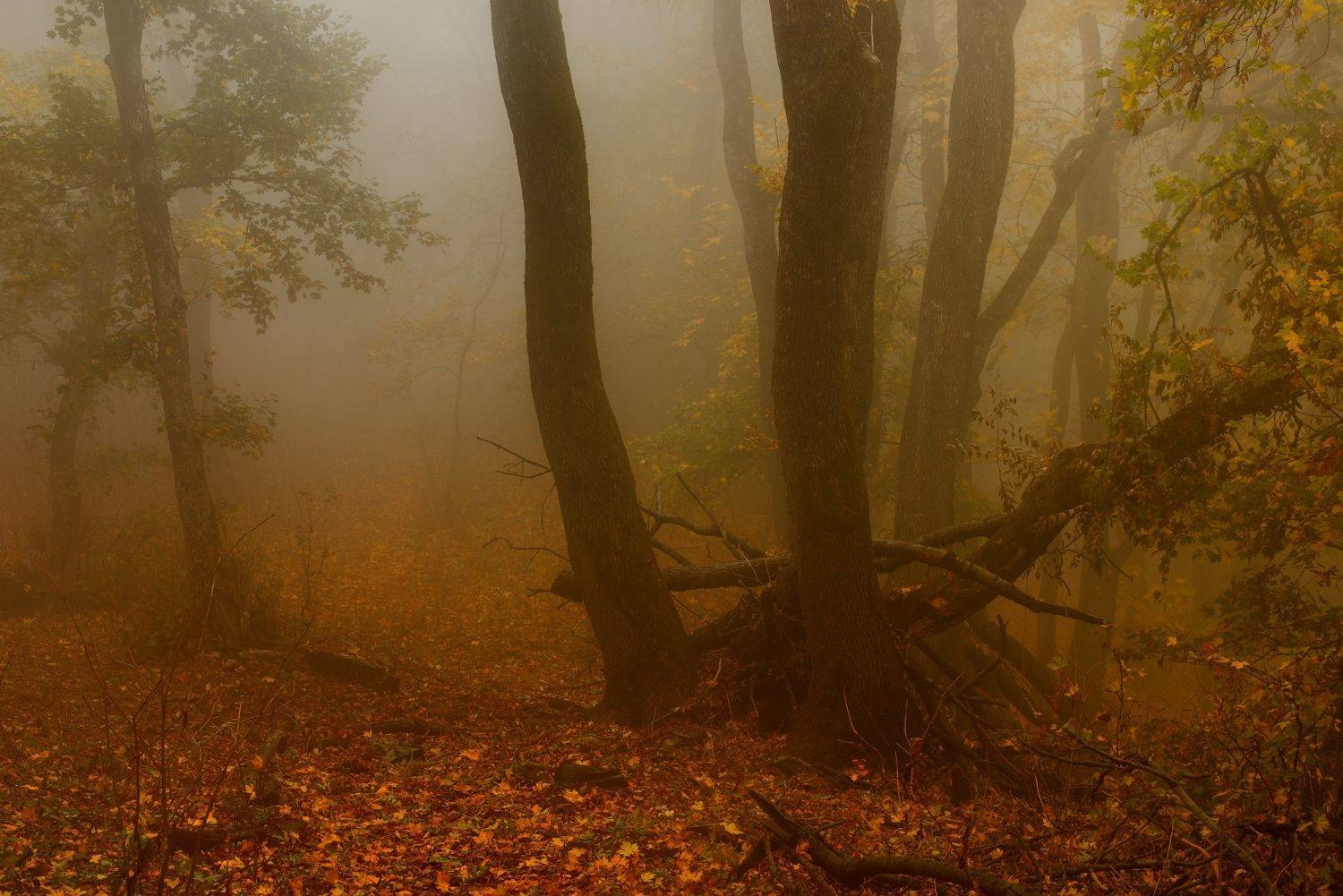 осень листва утро лес туман, Александр Жарников