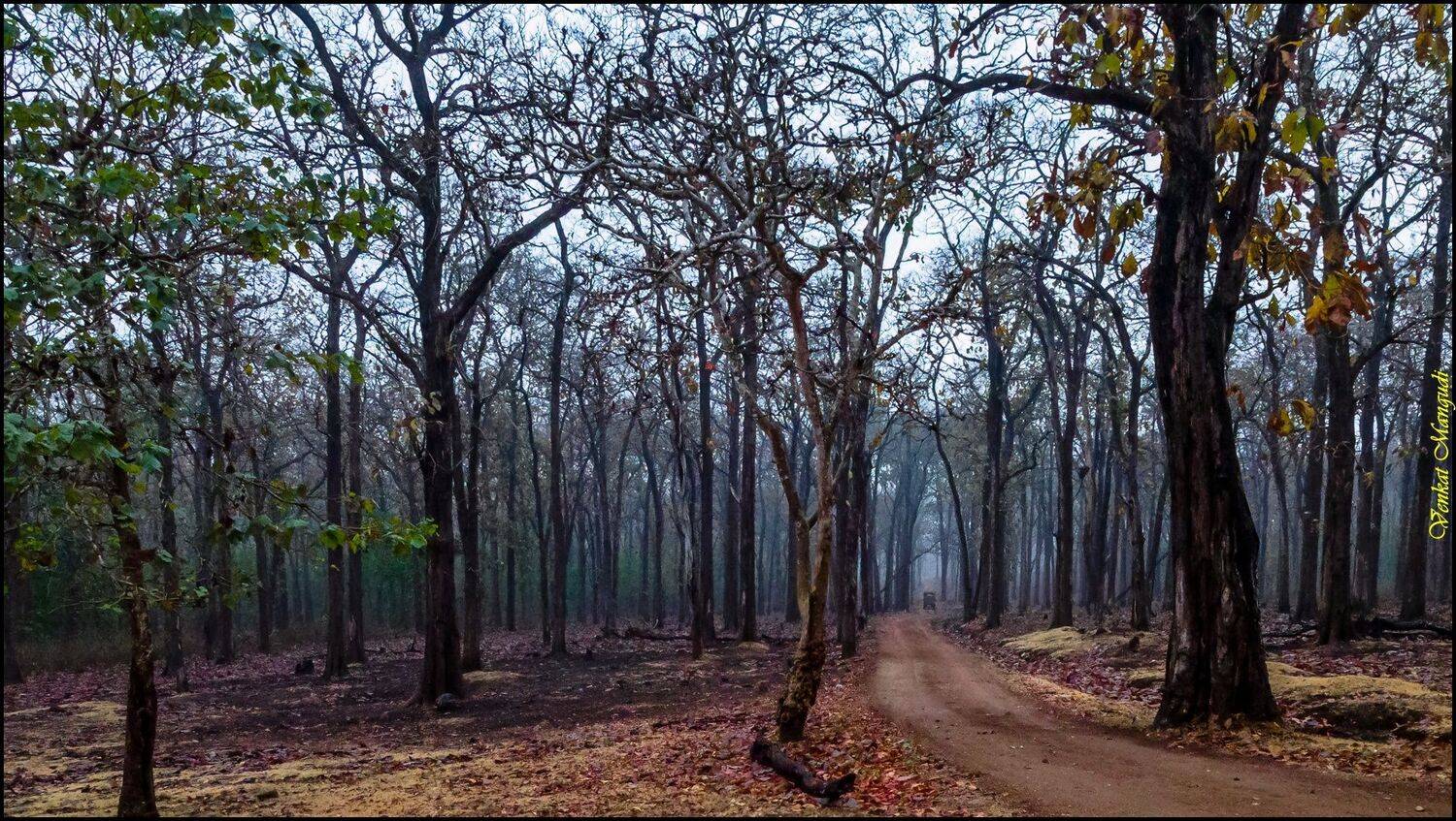 Come to Kabini. Автор: Venkat Mangudi , Venkat Mangudi