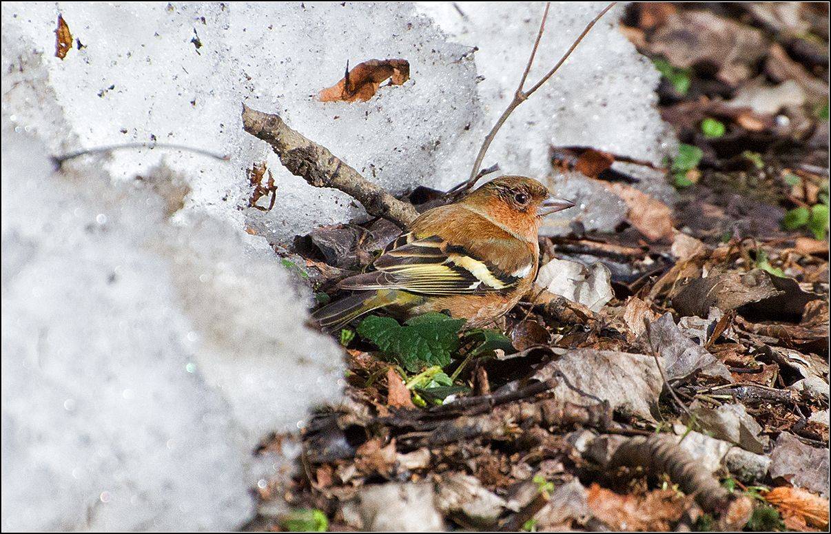 Зяблик. Автор: АНАТОЛИЙ ДОВЫДЕНКО москва, парк, птица, АНАТОЛИЙ ДОВЫДЕНКО