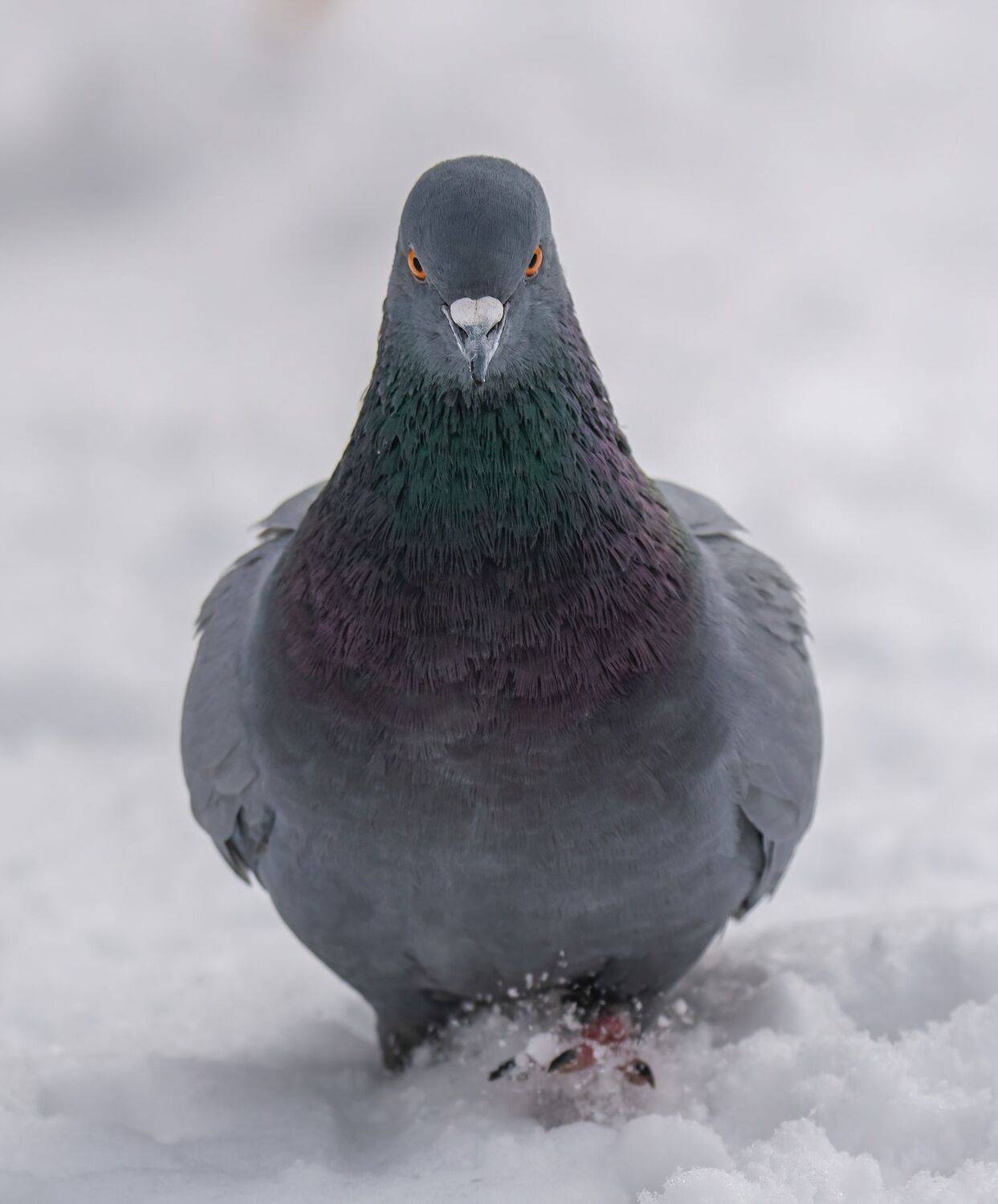 , Константин Дэм