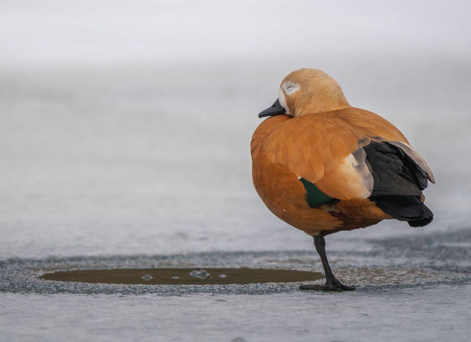 , Константин Дэм