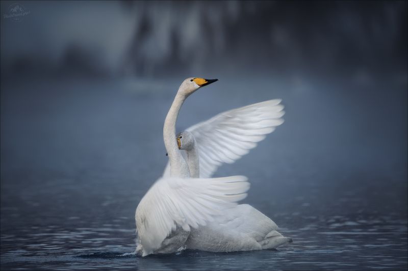 алтай, алтайский край, озеро светлое, лебединое, лебеди, лебедь, swan, фототур на алтай, зимний фототур на алтай, алтай фототур зима, фототур алтай мартовские праздники Не бойся, я с тобой!photo preview