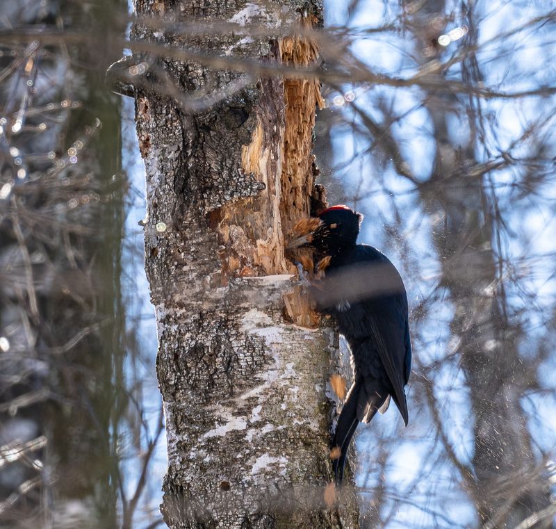 дятел, черный дятел, желна, большой дятел За работойphoto preview