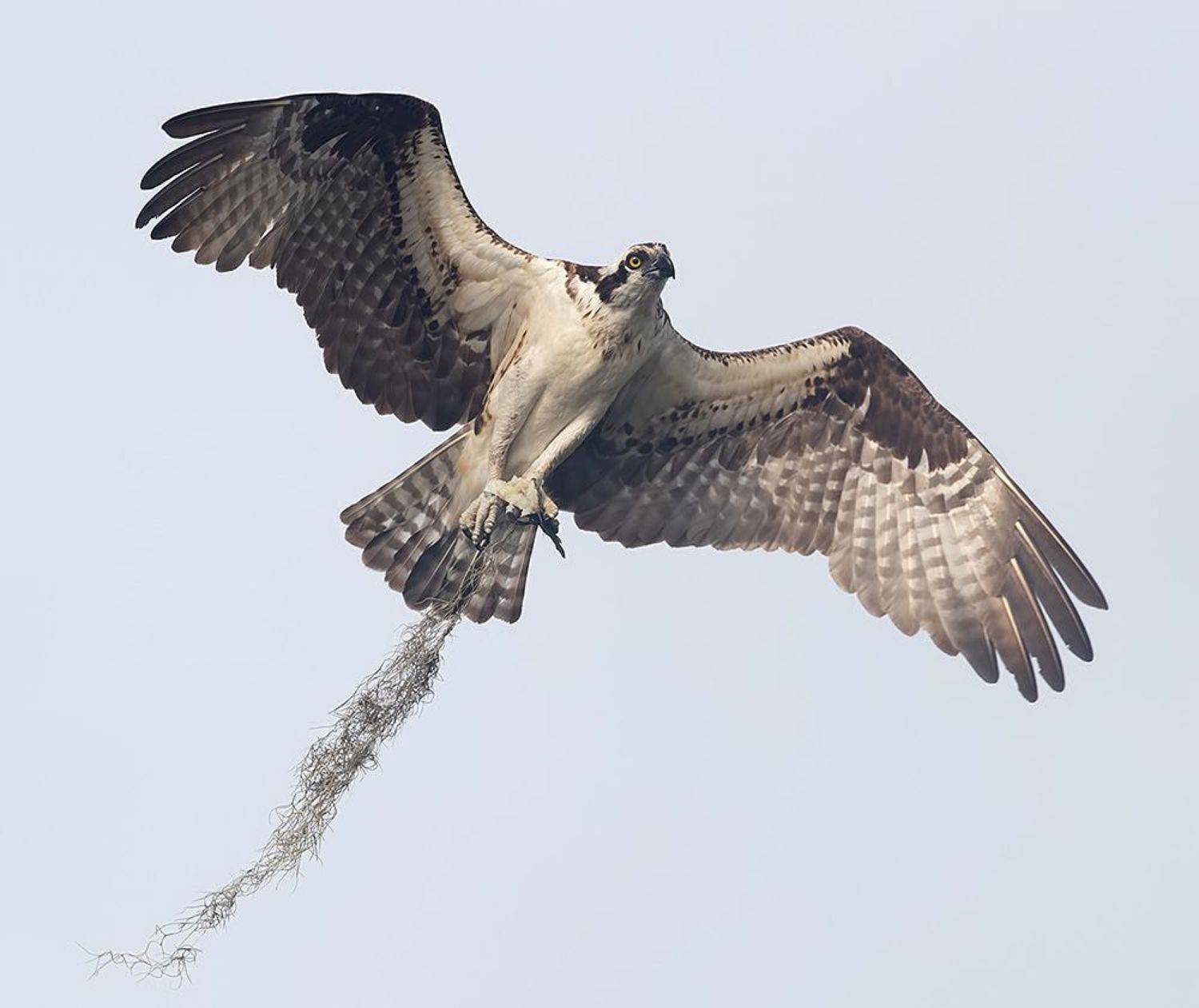 Osprey - Скопа cо стройматериалом для гнезда. Автор: Etkind Elizabeth cкопа, osprey, florida, хищные птицы, wildlife, Etkind Elizabeth