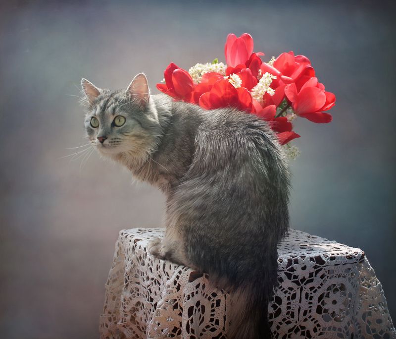 кошки, животные, питомцы, весна, цветы, тюльпаны Тюльпаны и коты - часть 1photo preview