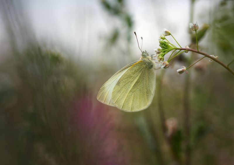 insect macro butterfly nature wildlife fineart art minimal Balancing actphoto preview