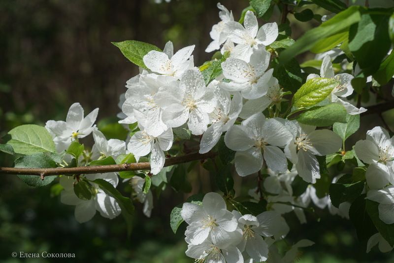 яблоня, макро, цветущая яблоня, весна, природа, капли дождя Яблоняphoto preview