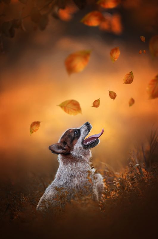 Австралийский хилерphoto preview