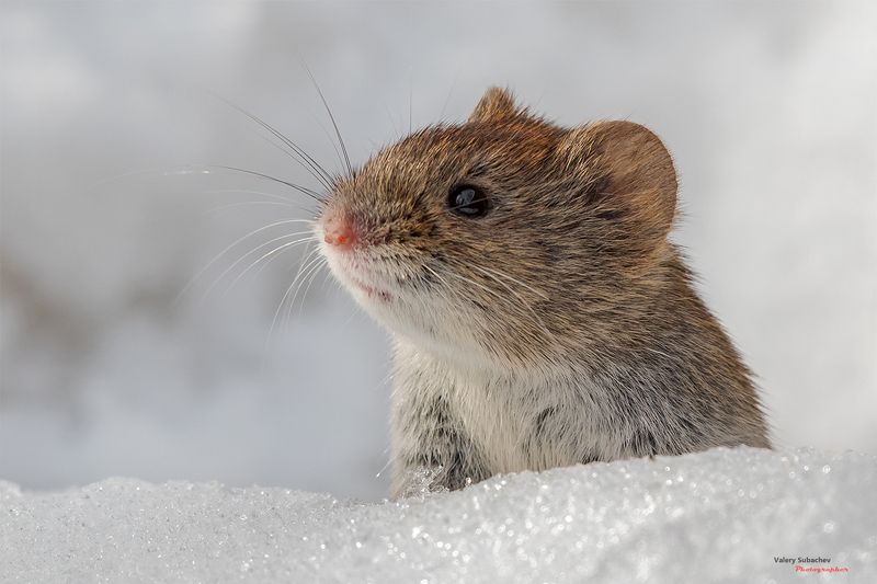 Римский профильphoto preview