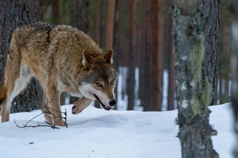волк, красный бор, нд, дикие животные, беларусь, wolf, фотоохота, в лесах беларуси Из жизни волковphoto preview