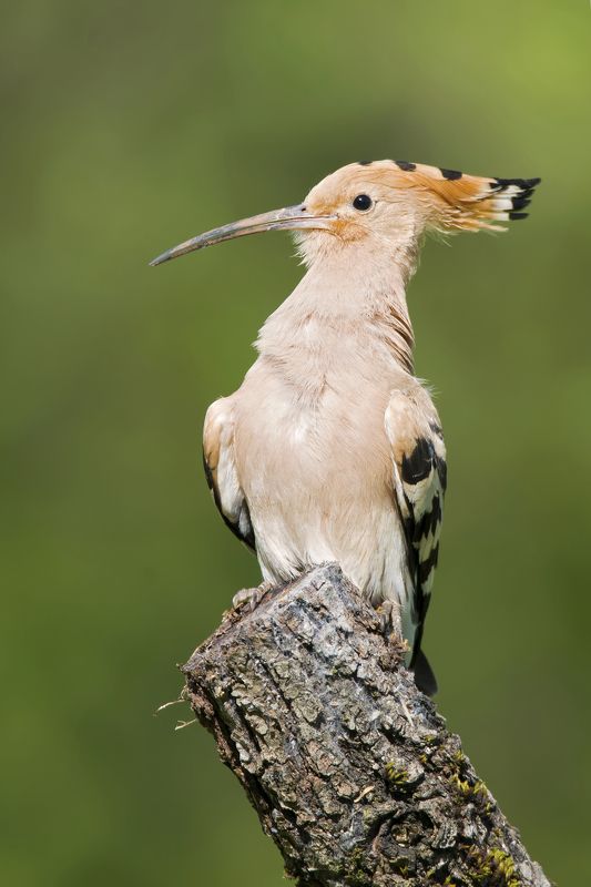 Upupa epopsphoto preview