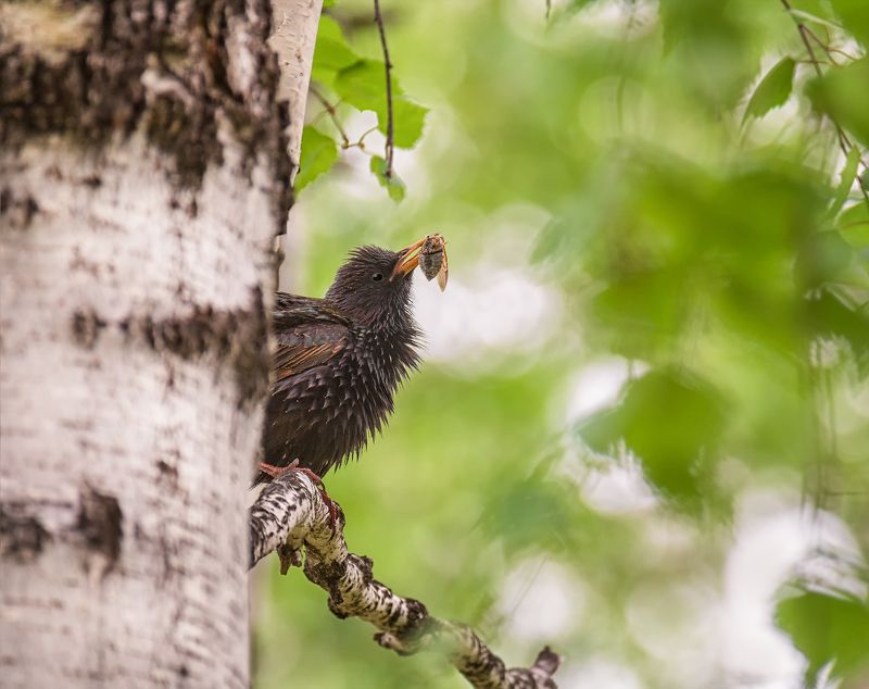 птица, скворец, весна, заботы, весенние заботы.. фото превью