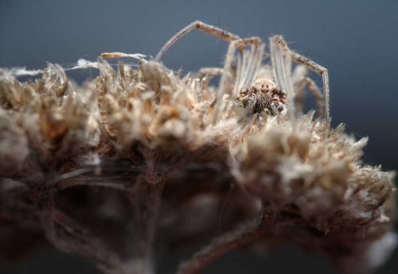 spider macro nature predator pose fineart camouflage Claimed territoryphoto preview