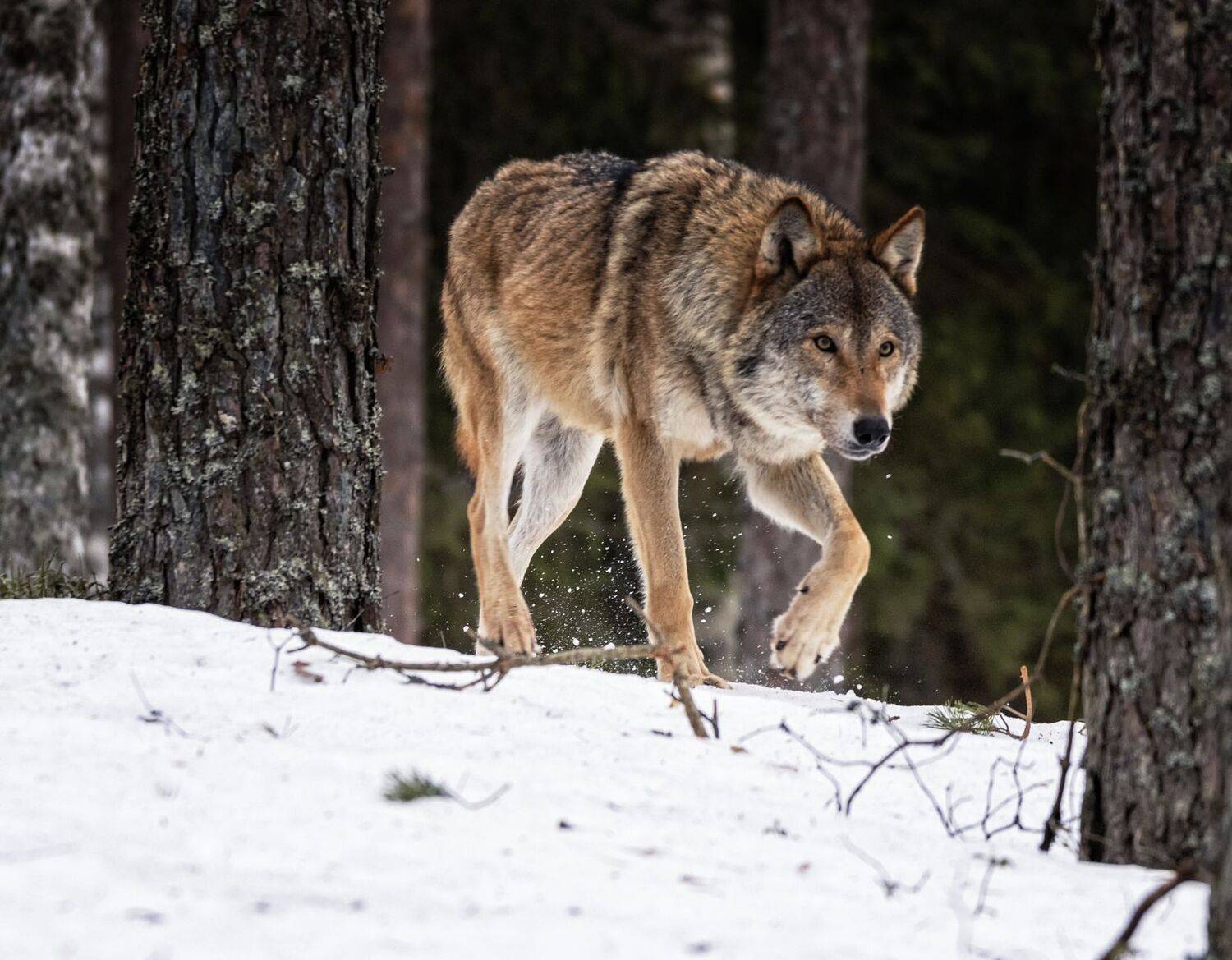 Где тут Красная шапочка и бабушка..... Автор: Анатолий Салтыков волк,фотоохота., Анатолий Салтыков