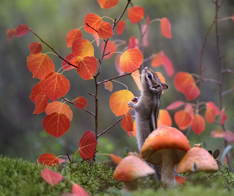 нерюнгри, бурундук, якутия, дикие_животные, осень Так вот ты какая...осень золотая! фото превью