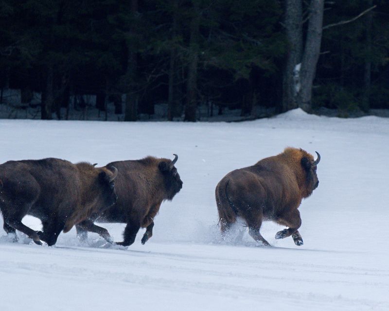 Зубрыphoto preview