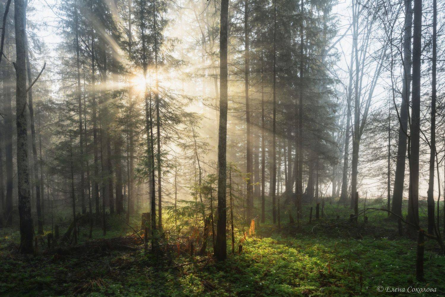 усьва, лес, утро, туман, пейзаж, природа, лучи солнца, Соколова Елена