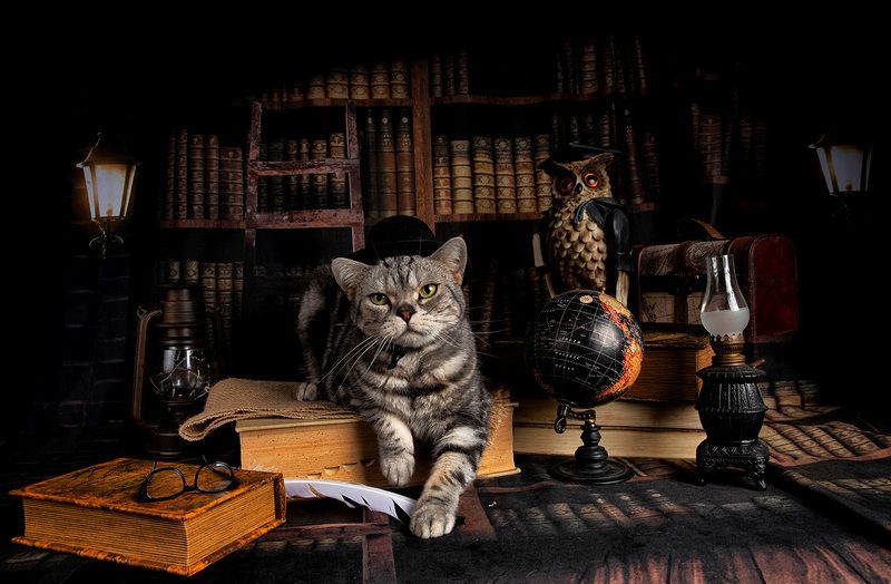 кот, домашние любицы, сat, кошка,американский короткошерстный кот, american shorthair cat, рыжик, ginger, натюрморт, сказка, books, книги Котики - Сказочникиphoto preview