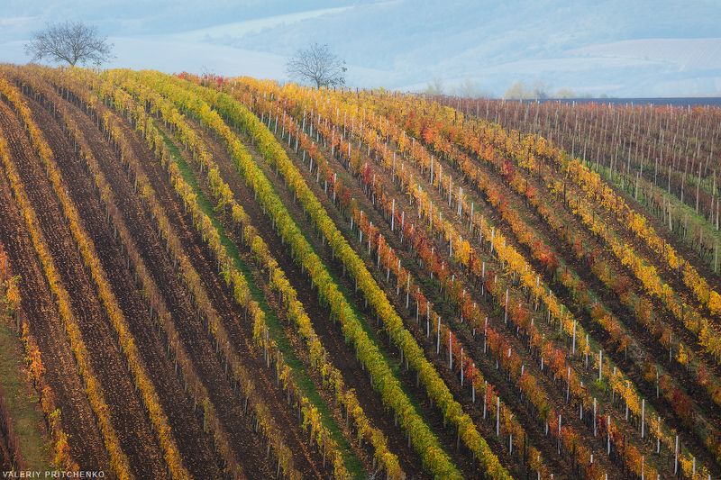 чехия, моравия, южная моравия, пейзаж, south moravia, moravia, czech republic Осень в виноградниках Южной Моравии.photo preview