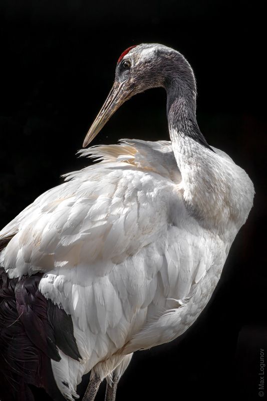 Японский журавльphoto preview