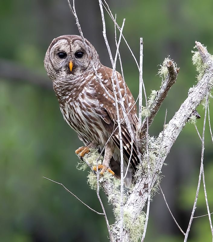 пёстрая неясыть, cова, owl, florida,флорида, хищные птицы, barred owl Barred Owl - Пёстрая неясытьphoto preview