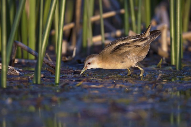 Porzana parvaphoto preview