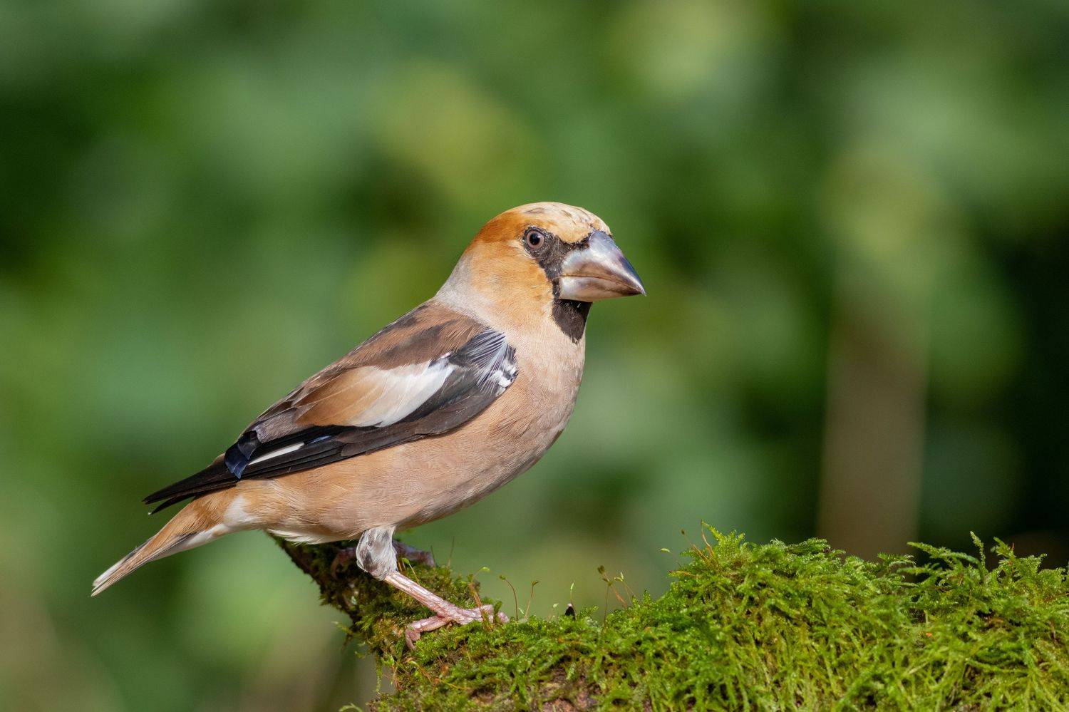 Дубонос. Автор: Павел Краснослободцев дубонос, птица, лето, московская область, Павел Краснослободцев